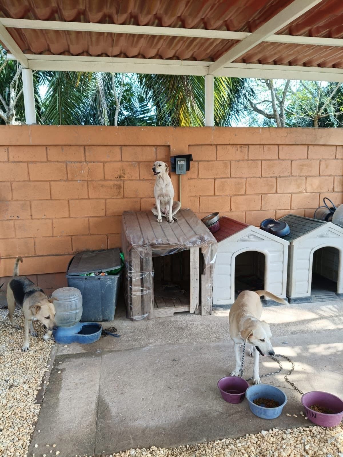 AMOA - Refugio de animales