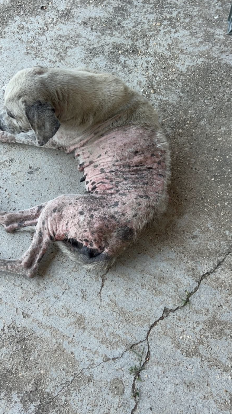 Caso en atención: rescate de perrito con sarna en la colonia Guillermo Prieto