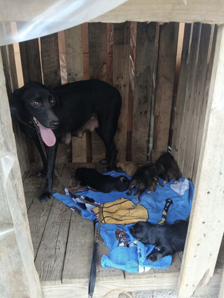 Rescate de una perrita y sus cachorros en Mapachapa