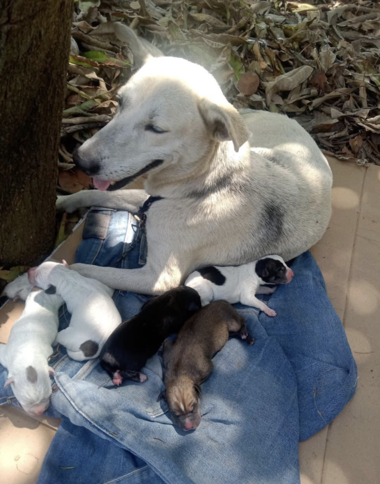 Una historia de esperanza: mamá y sus cachorros reciben ayuda