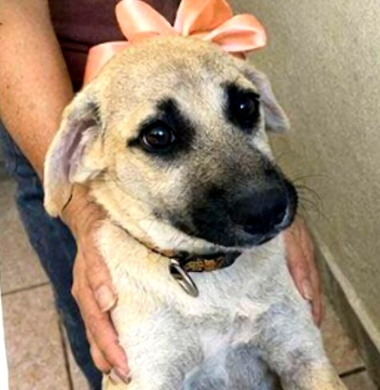 Galleta busca una familia. 💛